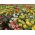 Zinnia nain "Thumbelina" - 60 graines - Zinnia elegans