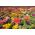 Zinnia nain "Thumbelina" - 60 graines - Zinnia elegans