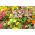 Zinnia nain "Thumbelina" - 60 graines - Zinnia elegans