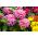 Suurikukkainen sinnia "Super Yoga" - 120 siementä - Zinnia elegans dahliaeflora - siemenet