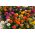 Suurikukkainen sinnia "Super Yoga" - 120 siementä - Zinnia elegans dahliaeflora - siemenet