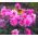 Dalia del giardino "Diablo" - 120 semi - Dahlia variabilis