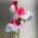 Γλυκό μπιζέλι "Pink Cupid" - 24 σπόρους - Lathyrus odoratus - σπόροι
