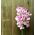 Γλυκό μπιζέλι "Pink Cupid" - 24 σπόρους - Lathyrus odoratus - σπόροι