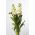 Hilo amarillo "Excelsior"; Tenweeks stock - 300 semillas - Matthiola incana annua