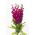 Cổ phiếu màu đỏ anh đào "Excelsior"; cổ phiếu mười tuần - 300 hạt giống - Matthiola incana annua