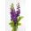 Lily-blue hary stock "Excelsior"; deset tednov - 300 semen - Matthiola incana annua - semena