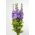 Lily-blue hary stock "Excelsior"; deset tednov - 300 semen - Matthiola incana annua - semena