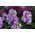 Lily-blue hary stock "Excelsior"; deset tednov - 300 semen - Matthiola incana annua - semena