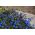 Lobelia Enana - azul - Lobelia erinus - Ideal para macetas y cestas colgantes - Semillas frescas