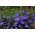 Lobelia Enana - azul - Lobelia erinus - Ideal para macetas y cestas colgantes - Semillas frescas