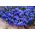 Lobelia Enana - azul - Lobelia erinus - Ideal para macetas y cestas colgantes - Semillas frescas