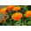 Maravilla olla enana - 240 semillas - Calendula officinalis