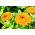 Maravilla olla enana - 240 semillas - Calendula officinalis
