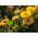 Maravilla olla enana - 240 semillas - Calendula officinalis