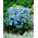 Синята сибирски лаврак, китайски делфиниум - 500 семена - Delphinium grandiflorum