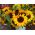 観賞用のヒマワリ「アモール」 - 中高身長 - Helianthus annuus - シーズ