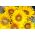 観賞用のヒマワリ「アモール」 - 中高身長 - Helianthus annuus - シーズ