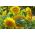 عباد الشمس الزينة - متوسطة طويلة متنوعة مع الزهور شبه مزدوجة - Helianthus annuus - ابذرة