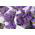 Statice - morado - Limonium sinuatum - Fácil de cultivar, ideal para secar - Semillas frescas
