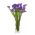 Statice - morado - Limonium sinuatum - Fácil de cultivar, ideal para secar - Semillas frescas