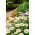 Hoa cúc lùn trắng - 340 hạt - Chrysanthemum leucanthemum