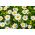 Hoa cúc lùn trắng - 340 hạt - Chrysanthemum leucanthemum