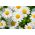 Hoa cúc lùn trắng - 340 hạt - Chrysanthemum leucanthemum