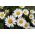 Hoa cúc lùn trắng - 340 hạt - Chrysanthemum leucanthemum