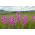 Klibbig fågelfluga - sortblandning - 5100 frön - Lychnis viscaria