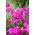 Klibbig fågelfluga - sortblandning - 5100 frön - Lychnis viscaria