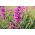 Klibbig fågelfluga - sortblandning - 5100 frön - Lychnis viscaria