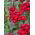 Studenter - nellike - Scarlet Beauty - 450 frø - Dianthus barbatus