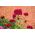 Studenter - nellike - Scarlet Beauty - 450 frø - Dianthus barbatus