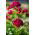 Studenter - nellike - Scarlet Beauty - 450 frø - Dianthus barbatus