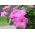 Roz petunie cu flori roz - 80 de seminte - Petunia x hybrida  - semințe