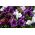 Petúnia Superbissima - Smolicka - 60 magok - Petunia x hybrida superbissima