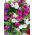Petúnia Superbissima - Smolicka - 60 magok - Petunia x hybrida superbissima