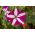 Cây dã yên đỏ thẫm với những bông hoa lưỡng tính "Starlet F2" - 80 hạt - Petunia x hybrida pendula 