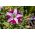 Cây dã yên đỏ thẫm với những bông hoa lưỡng tính "Starlet F2" - 80 hạt - Petunia x hybrida pendula 