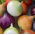 Onion - a selection of varieties - Seed tape - Golden Shine, Perfect Sweetness
