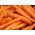 Carrot - Amsterdam 3 - Seed tape - Bright Sweetness, Velvety Smooth