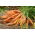Carota - Berlicum 2 - Semi a nastro - Dolce e robusta, consistenza vellutata