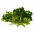 Campuran varietas peterseli daun - SEED TAPE - Petroselinum crispum  - biji