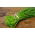 الثوم المعمر - بذور SEED - قرصان - 2 ابذرة - Allium schoenoprasum
