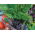 Basilico, prezzemolo, erba cipollina- 3 in 1 - seme-disco - Ocimum basilicum  - semi