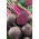 Beetroot "Detroit 2" - TREATED SEEDS - 500 seeds