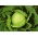 Wittekool - Roem van Enkhuizen 2 - wit - 400 zaden - Brassica oleracea convar. capitata var. alba