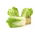 Napa kubis "Hilton" - 215 biji - Brassica pekinensis Rupr.