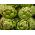 Artichoke "Gros Vert de Laon" - 10 biji - Cynara scolymus